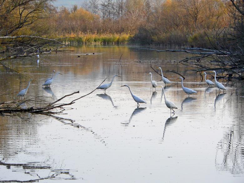Immagine: Oasi di Alviano 